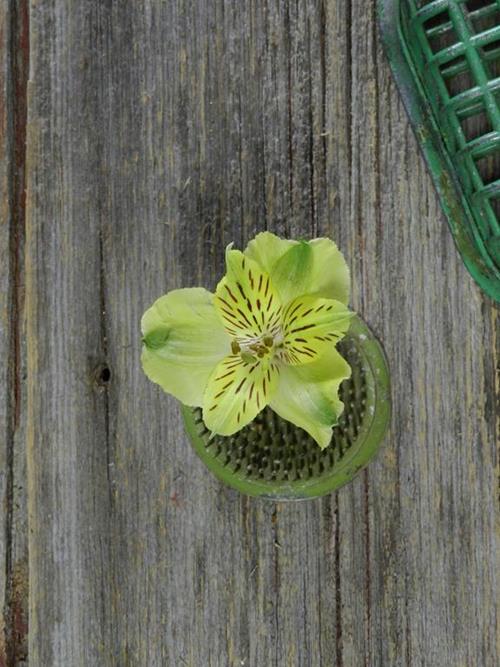 SHAKIRA  GREEN ALSTROEMERIA